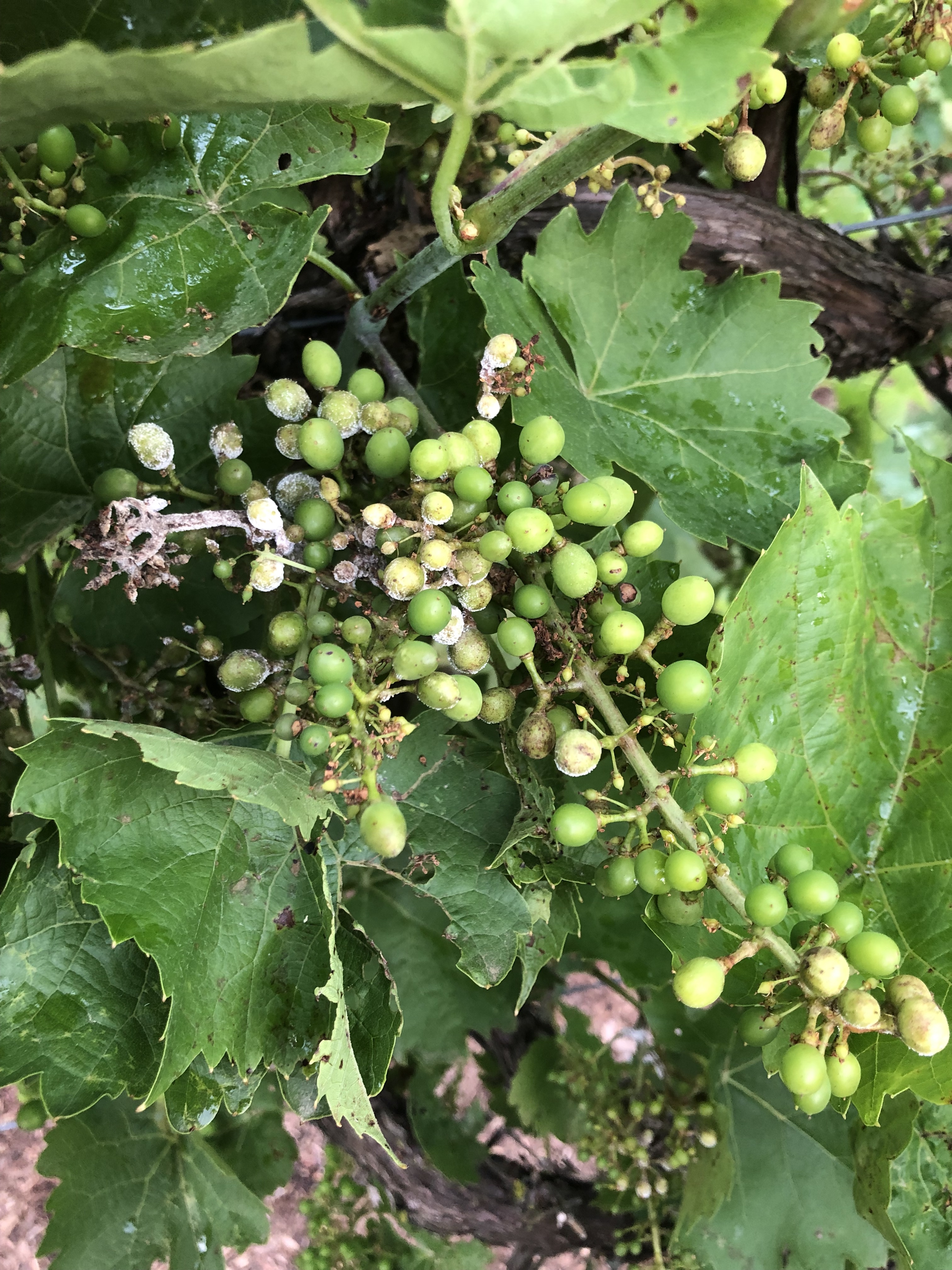 Downy mildew symptoms on grapes.